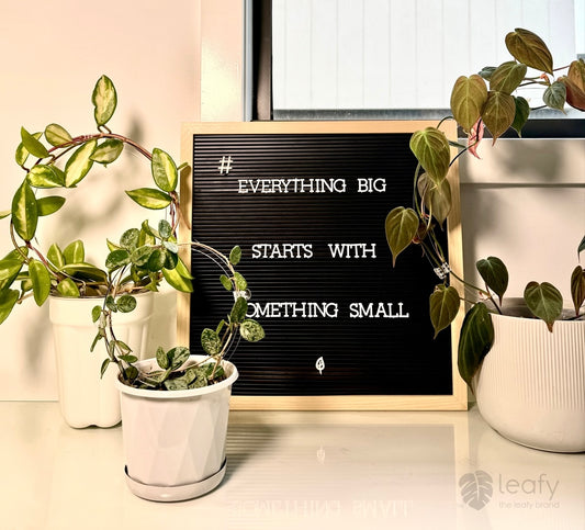 Enhancing Your Home with Indoor Plants: The Art of Styling