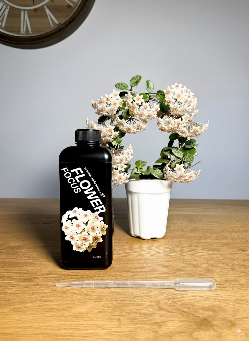 GT - Flower Focus