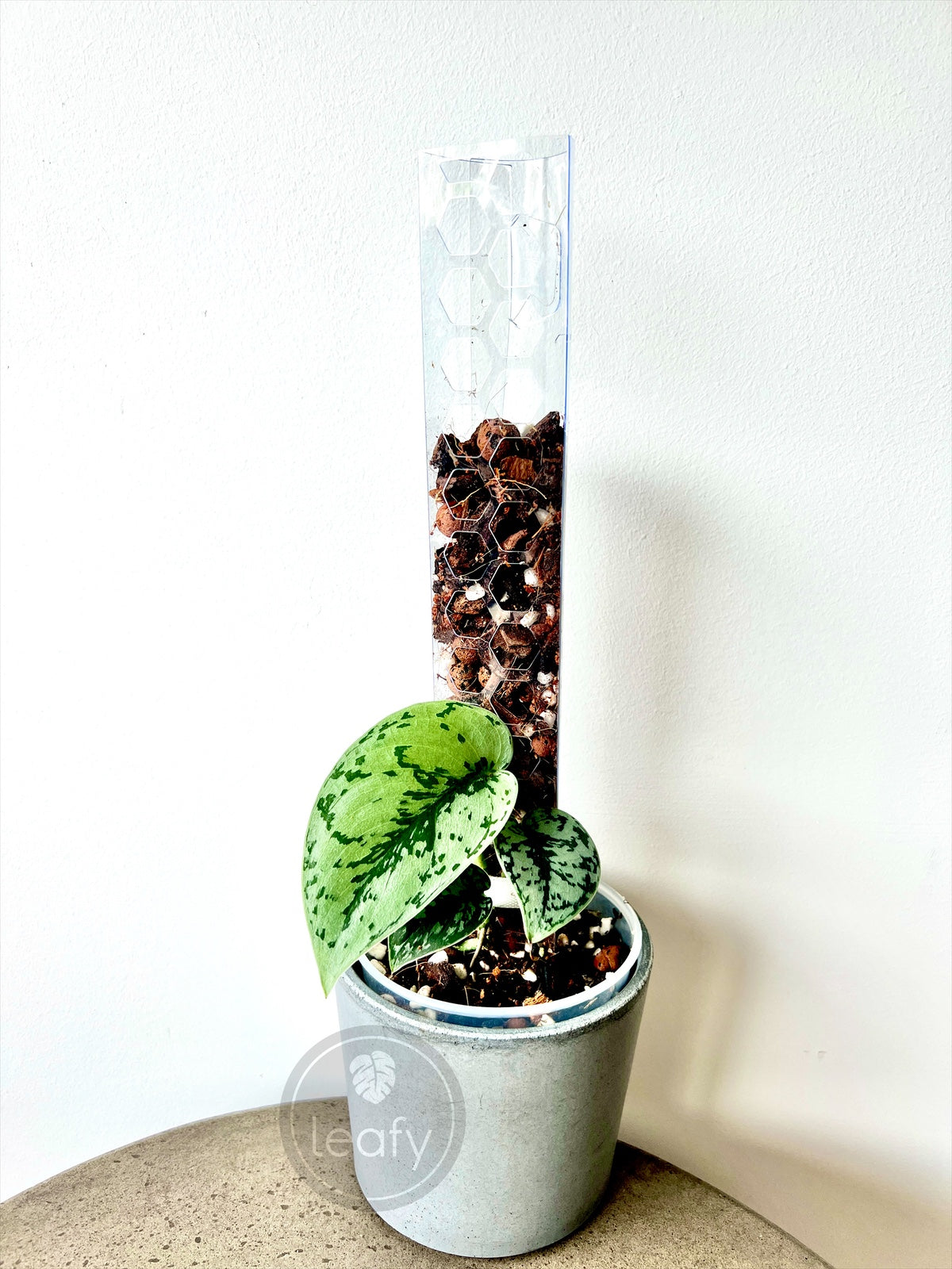 mini moss pole leafy™ Moss Pole 2.0 Honeycomb Mini