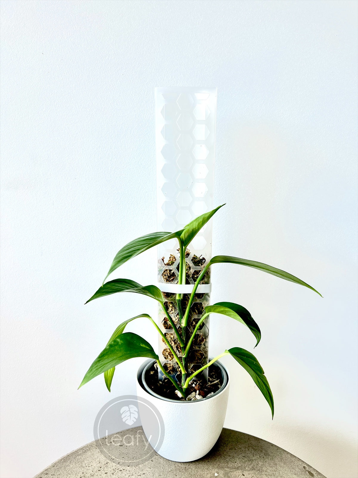 small moss pole leafy™ Moss Pole 2.0 Honeycomb Small