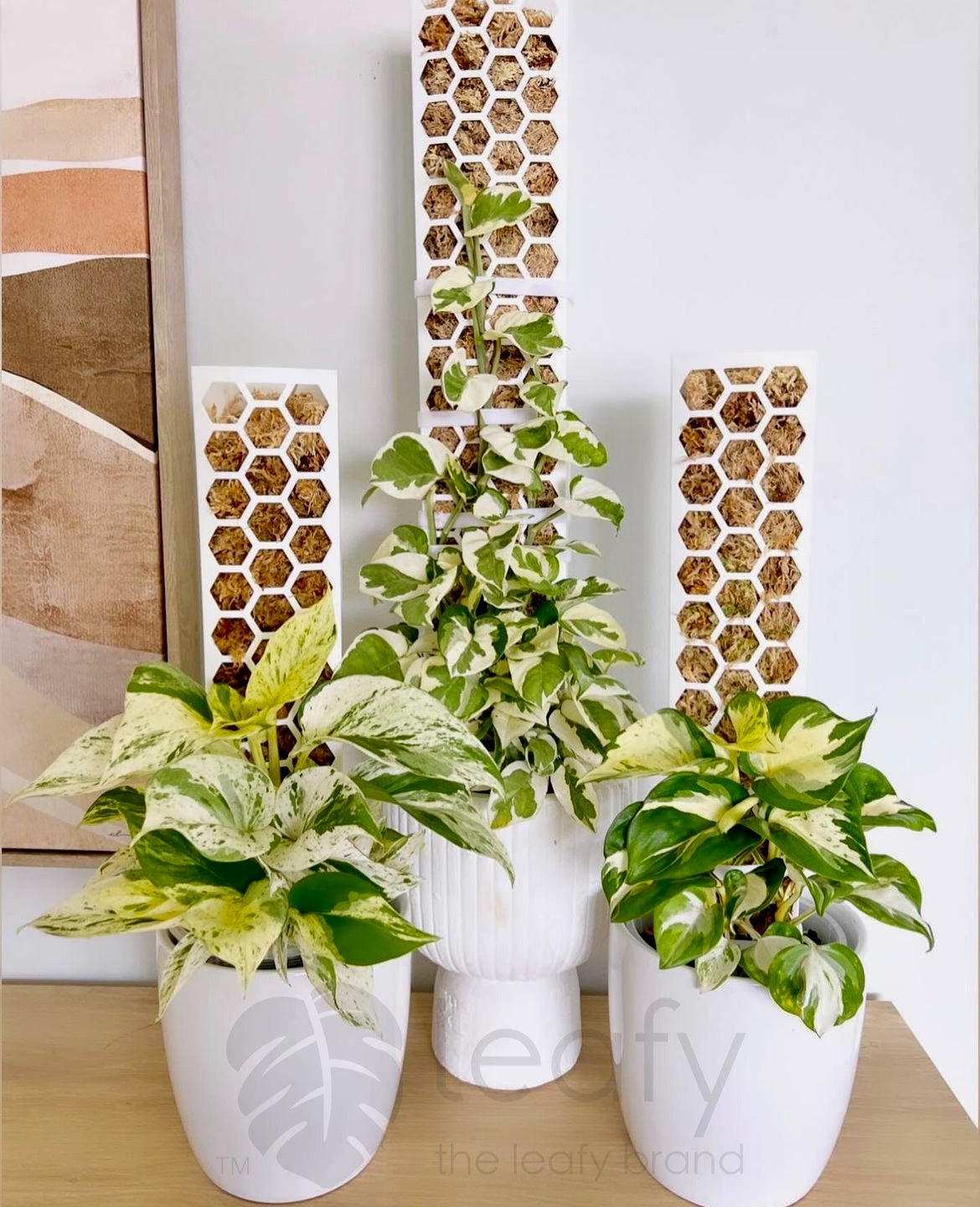 leafy™ Moss Pole 2.0 Honeycomb Medium