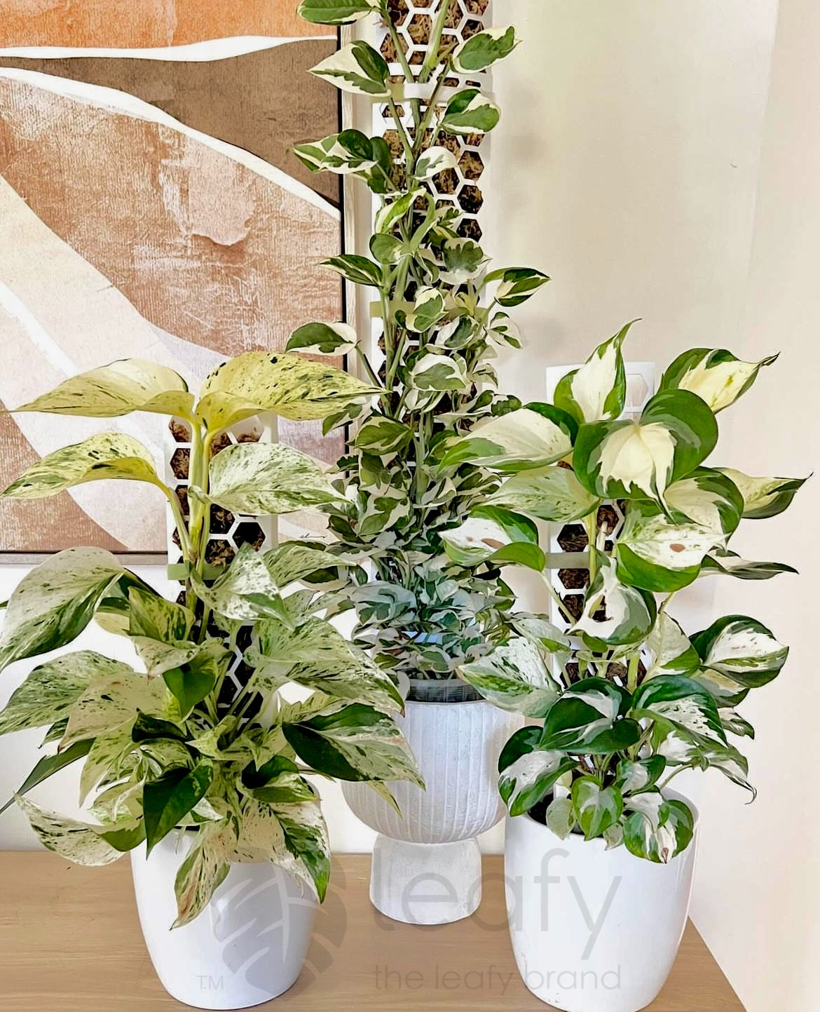 leafy™ Moss Pole 2.0 Honeycomb Large