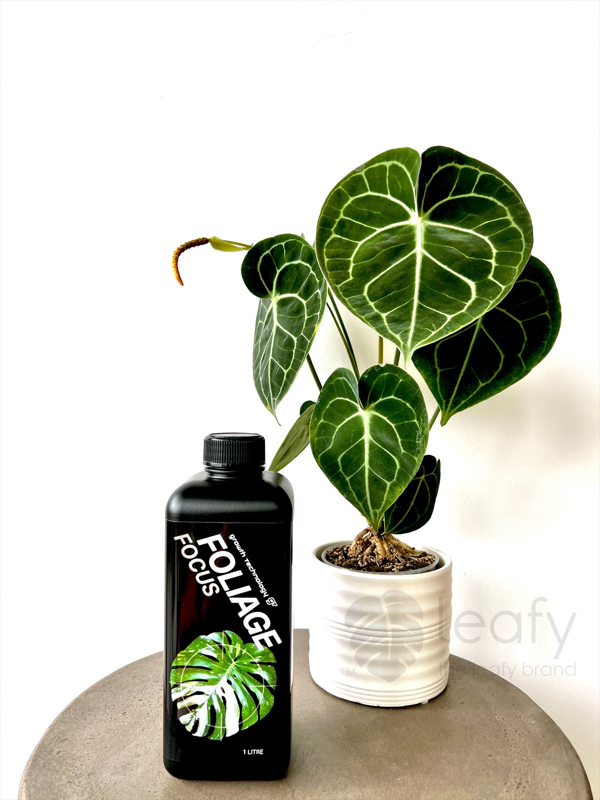 GT- Foliage Focus