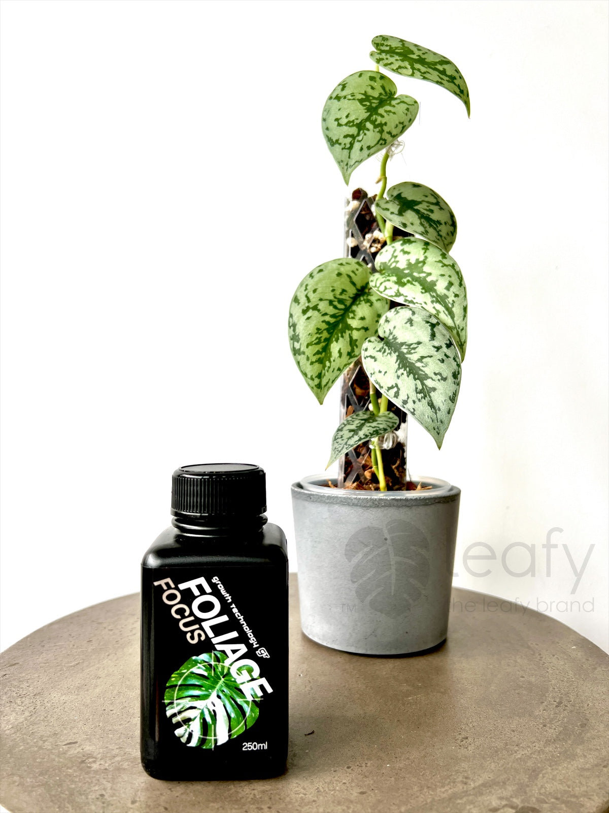 GT- Foliage Focus