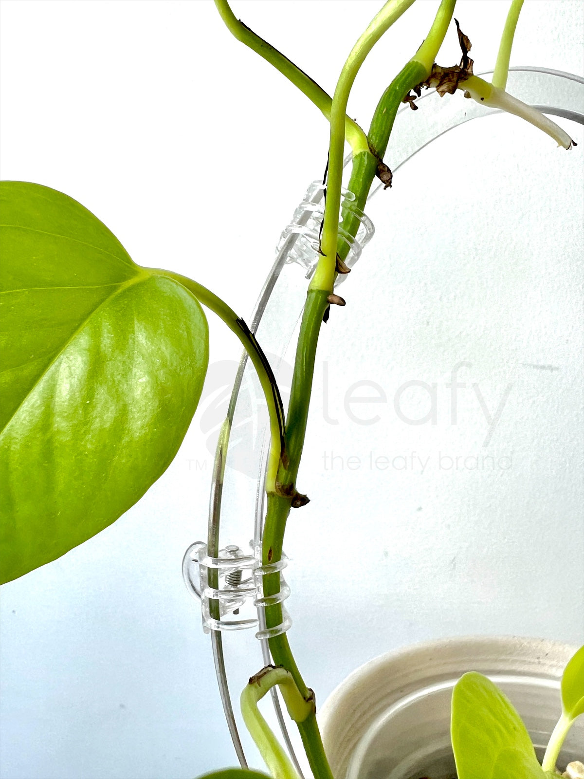 Clear plant clips