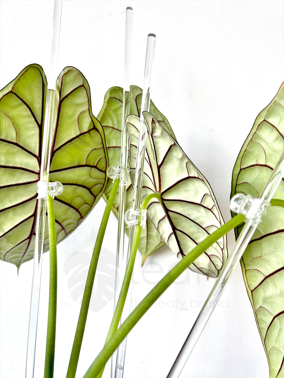 Clear plant clips