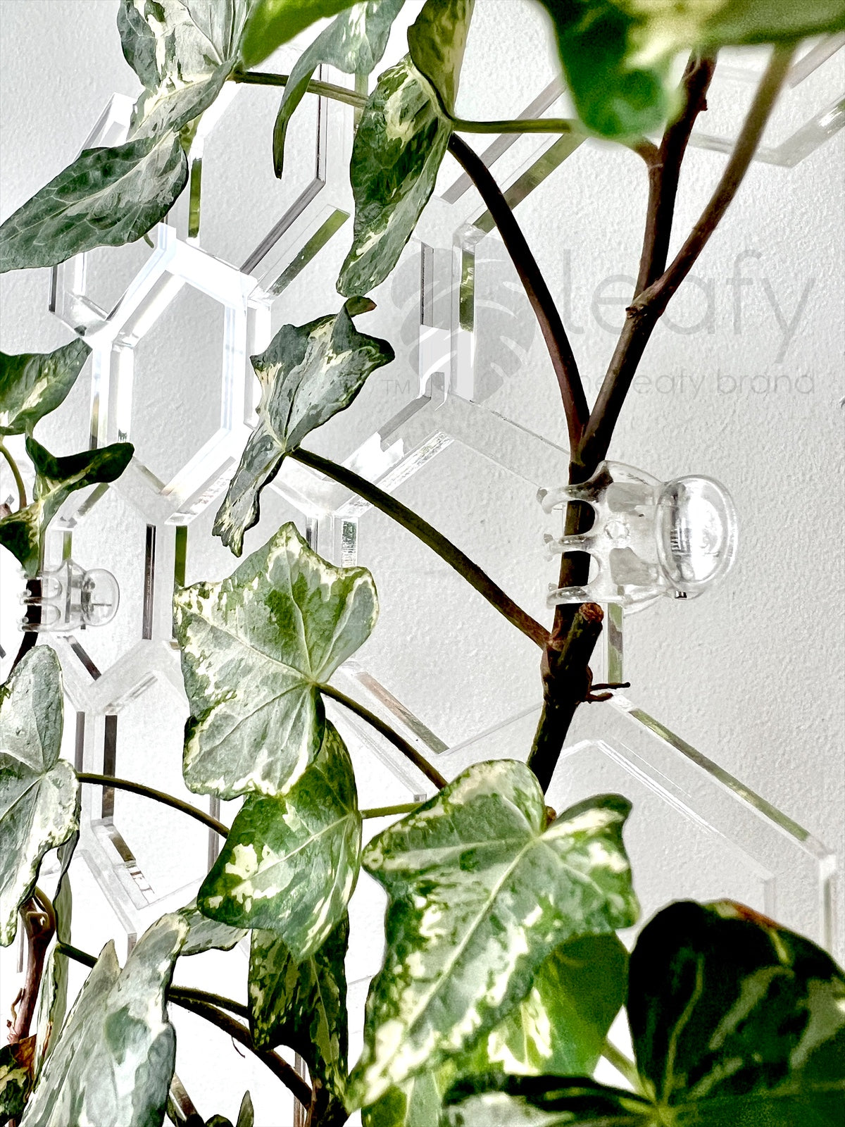Clear plant clips