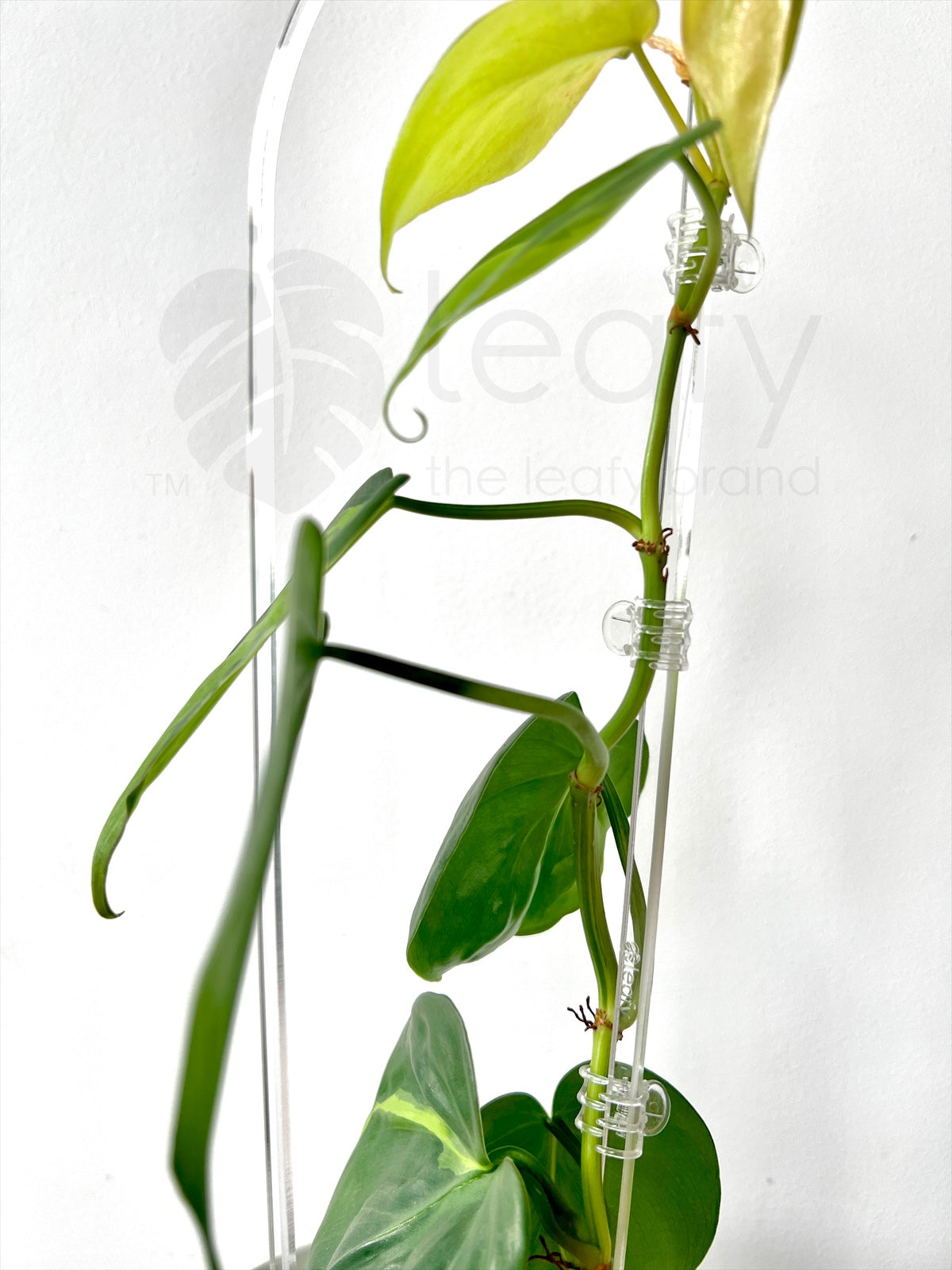 Clear plant clips