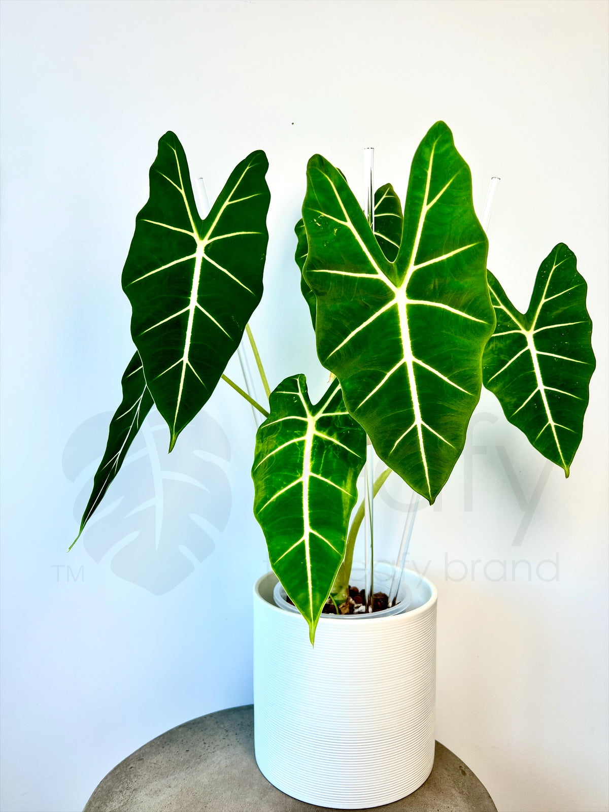 Acrylic plant stake 50 cm front