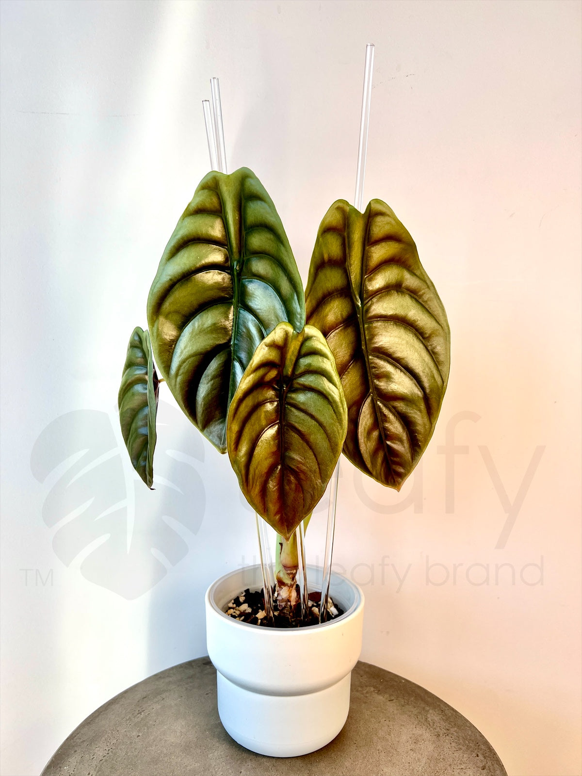 Acrylic plant stake 50 cm cuprea