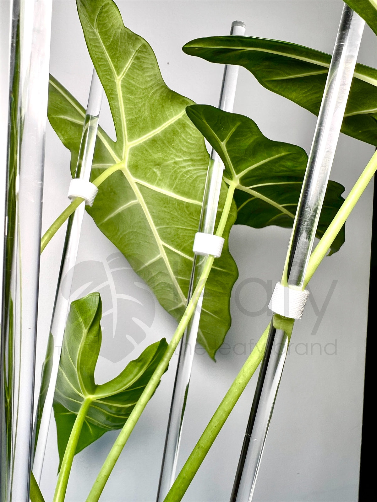 leafy™ Acrylic plant stakes