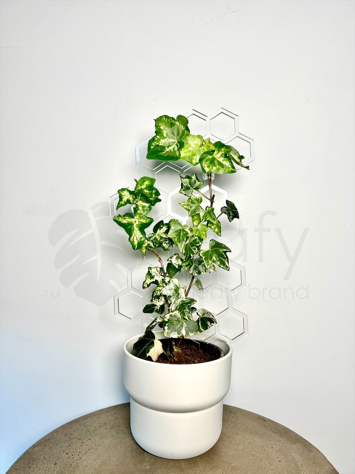 leafy™ Honeycomb trellis clear planted