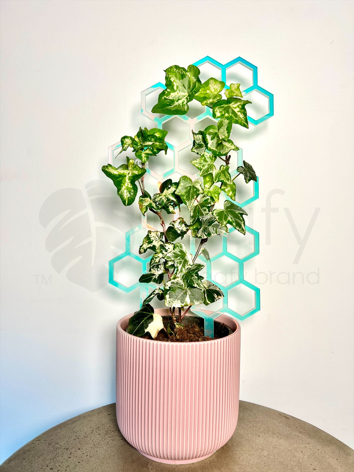 leafy™ Honeycomb trellis Iridescent planted