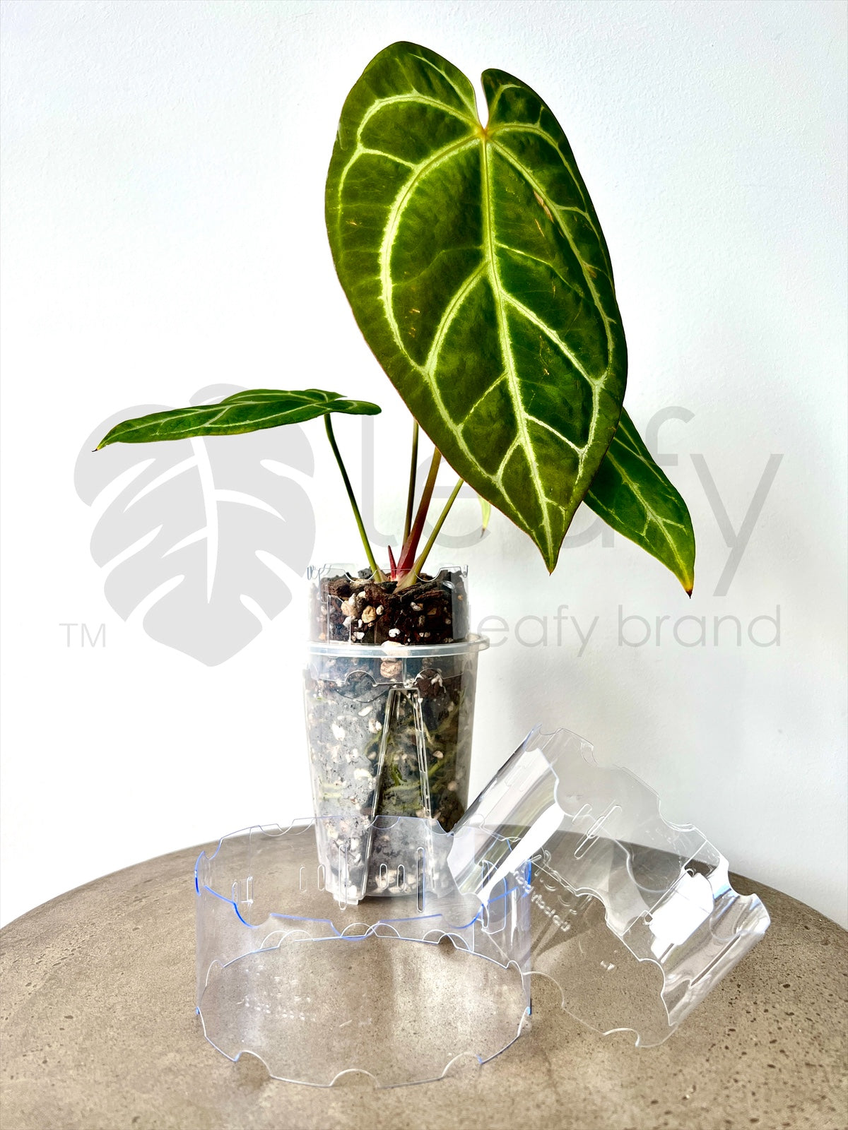 plant pot extender leafy™ Pot Extender