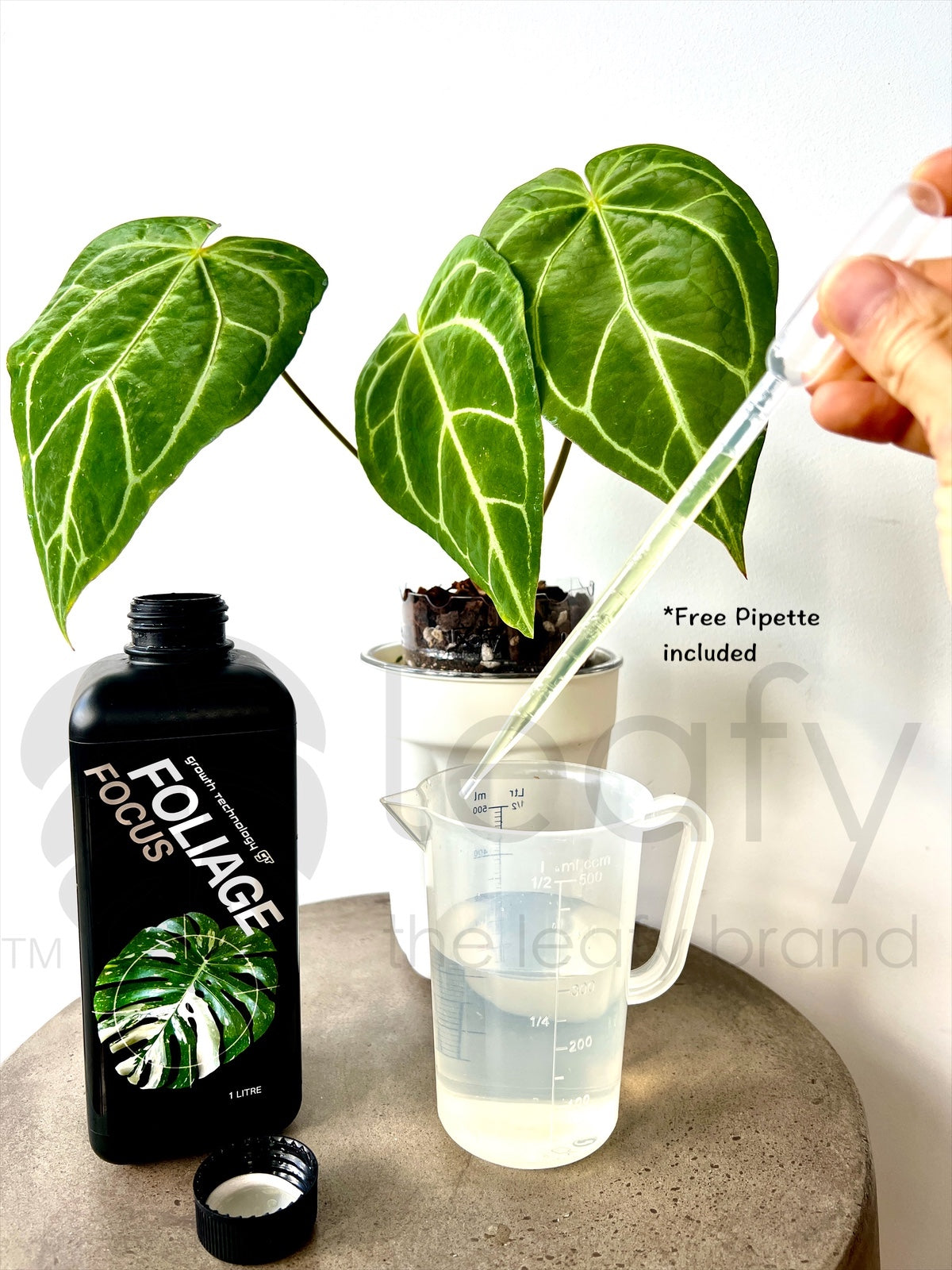 GT- Foliage Focus