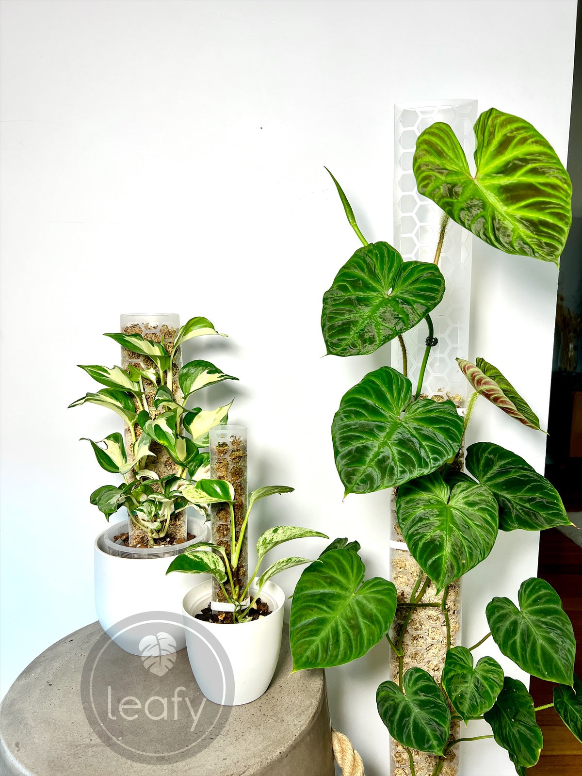 leafy™ Moss Pole 2.0 Honeycomb Small