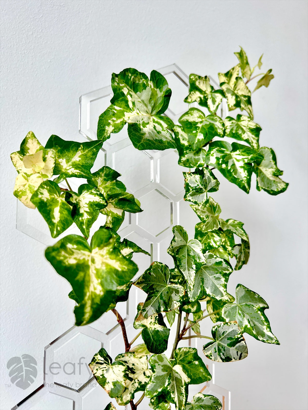leafy™ Honeycomb Trellis