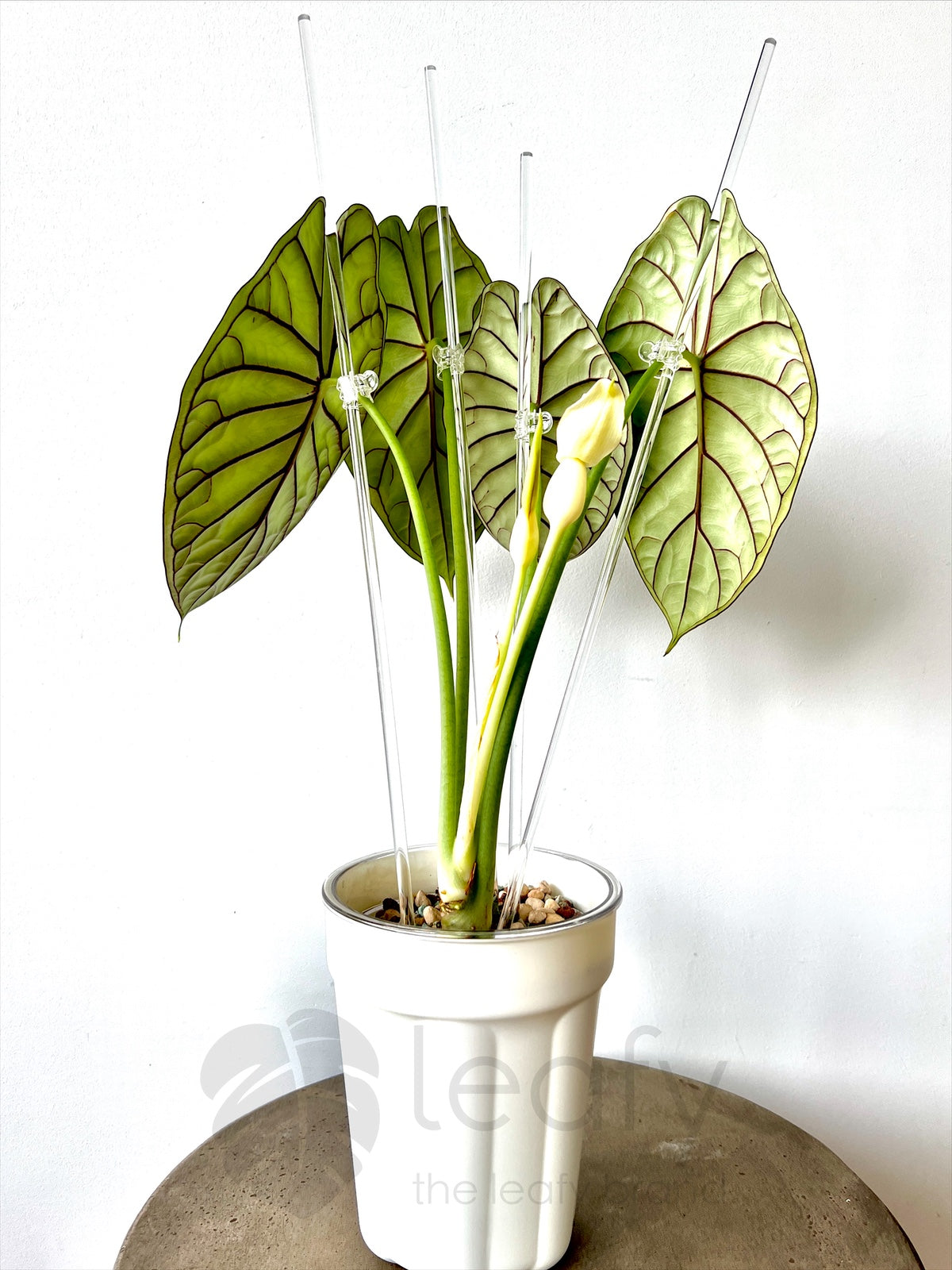 leafy™ Acrylic plant stakes