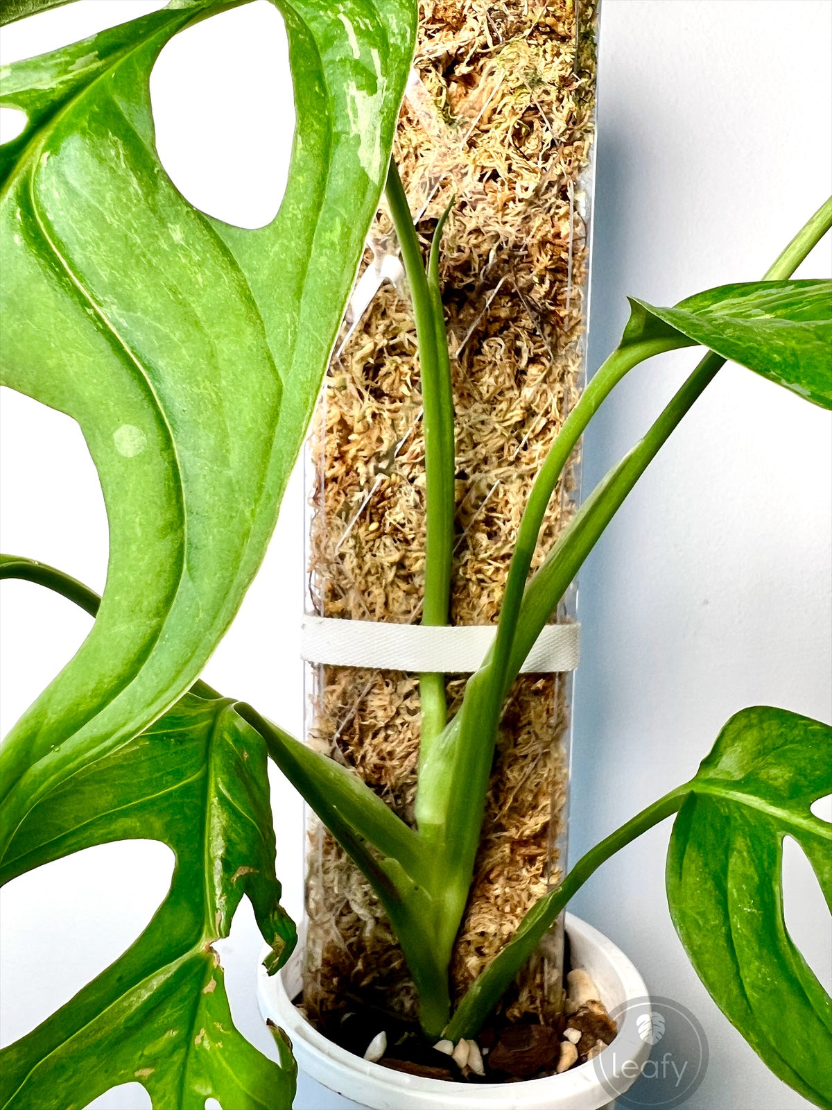 leafy™ Plant Tie