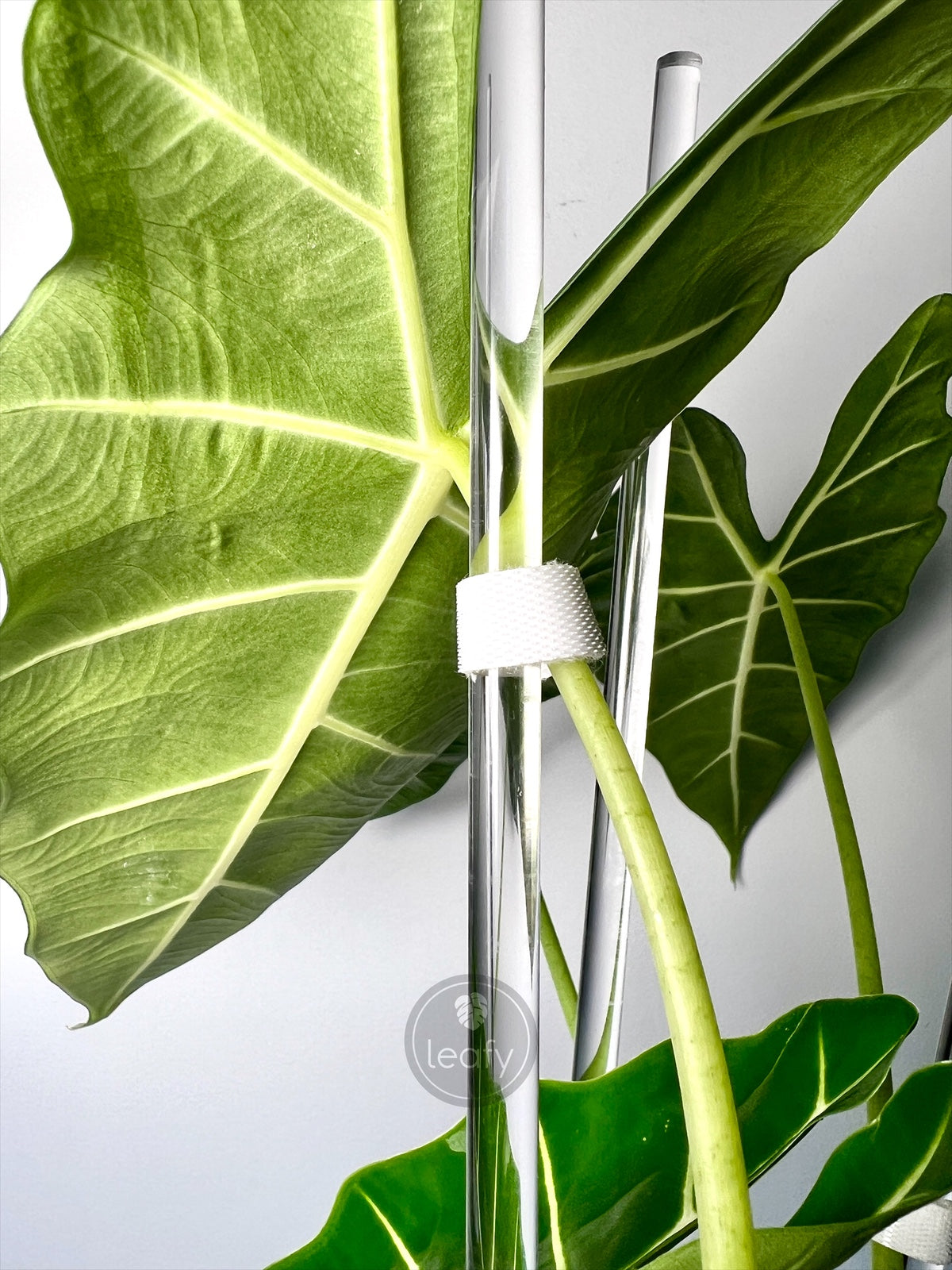 leafy™ Plant Tie