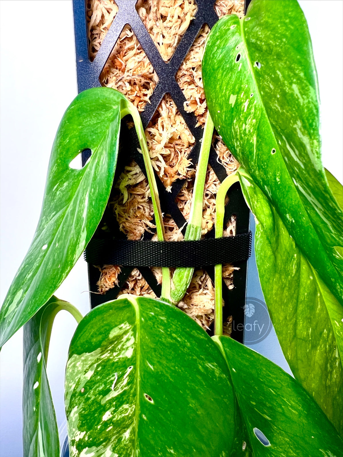 leafy™ Plant Tie