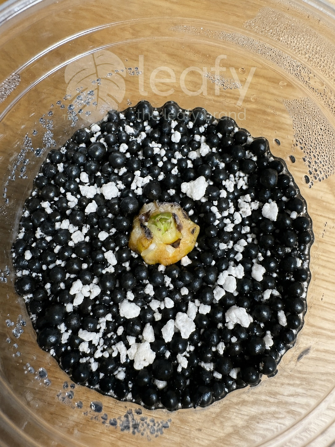 leafy™ Aquiva - 004 Smart Aqua Soil