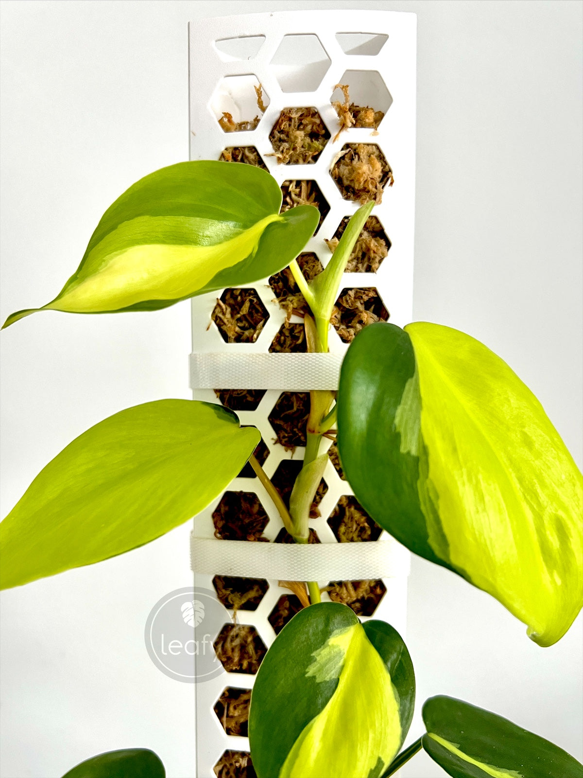 Leafy plant tie white on moss pole