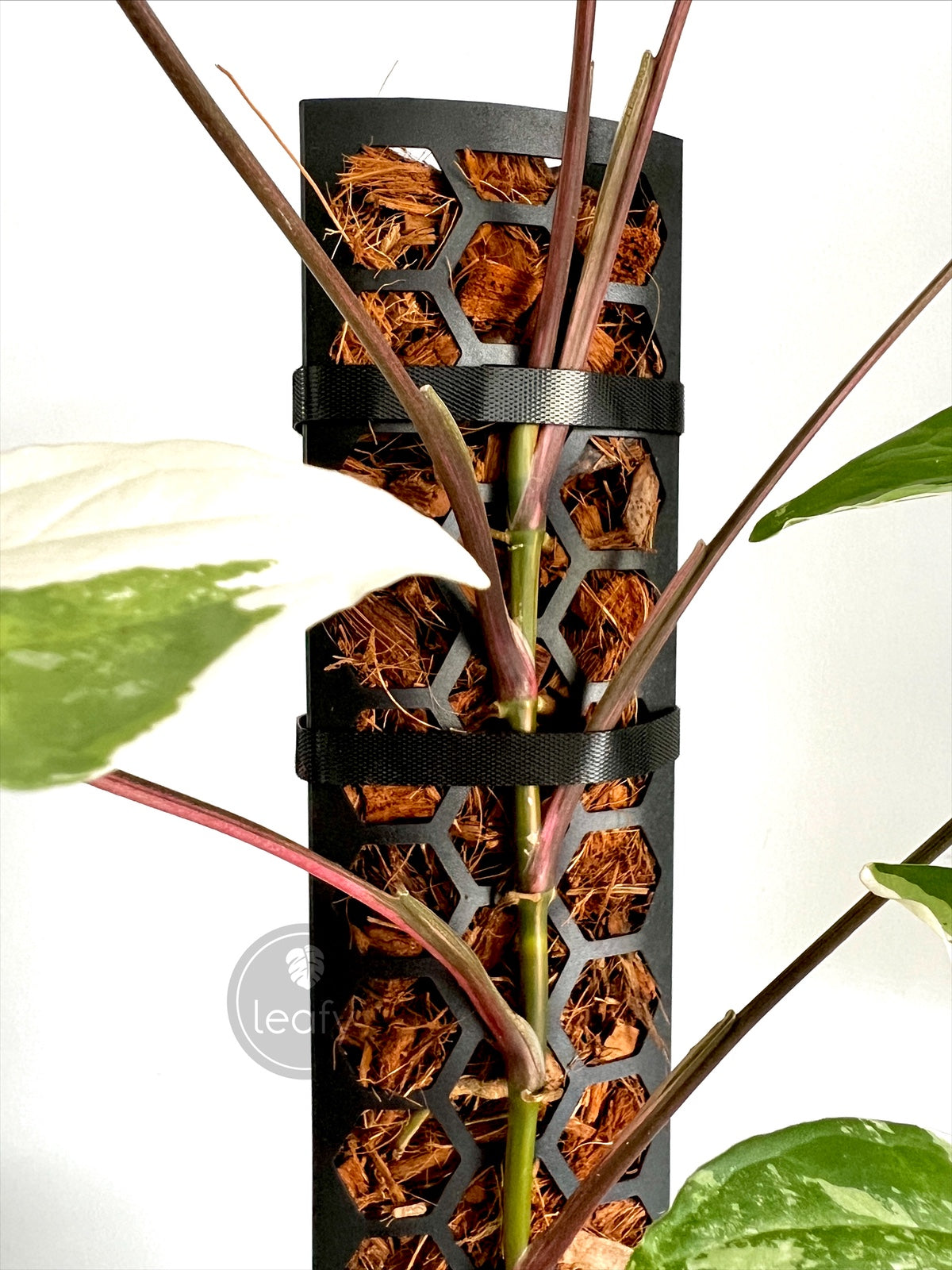 Leafy plant tie black on moss pole