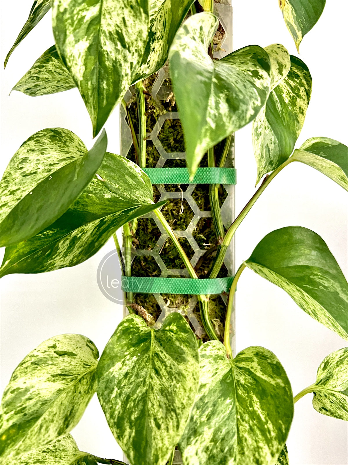 Leafy plant tie green on moss pole