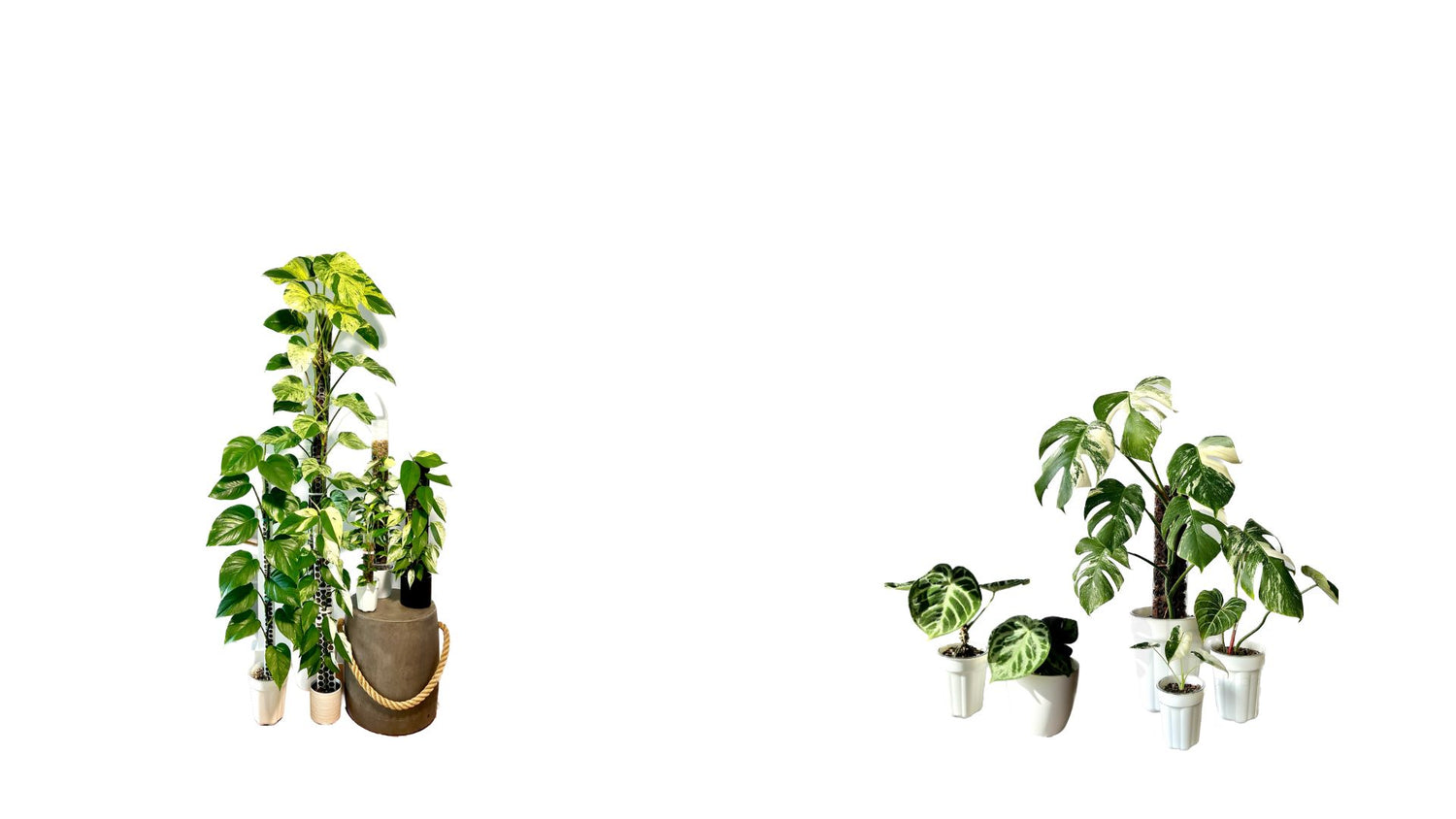 The Leafy Brand Exquisite collection of indoor plant accessories