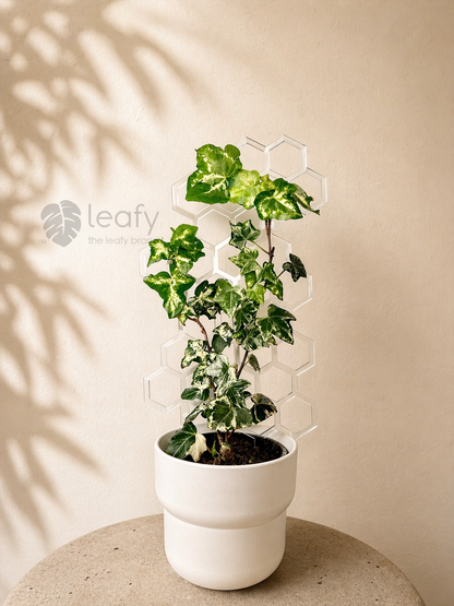 leafy™ Honeycomb Trellis