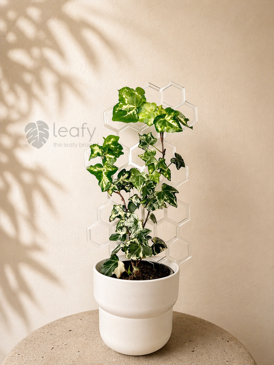 leafy™ Honeycomb Trellis