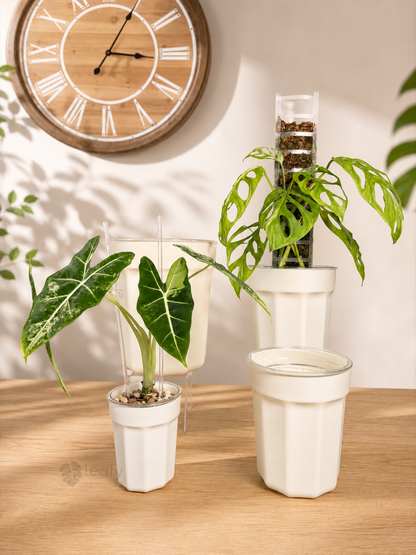 The Ultimate Clear Pot – Type II