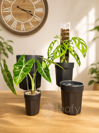 The Ultimate Clear Pot – Type II