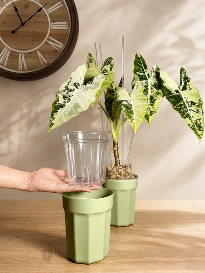 The Ultimate Clear Pot – Type II