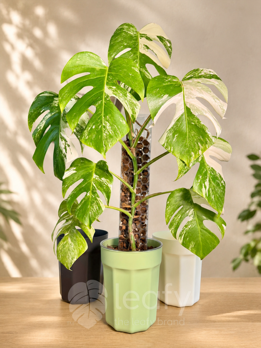 The Ultimate Clear Pot – Type II