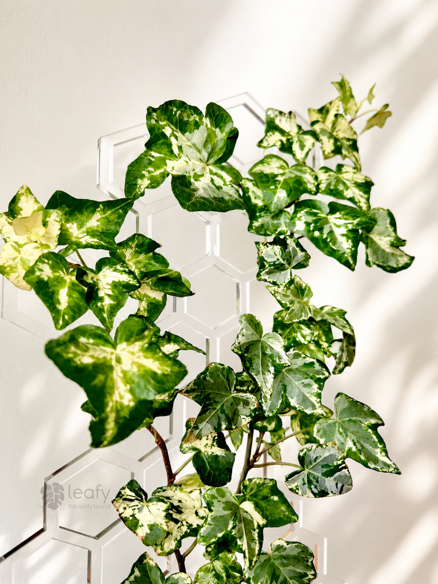 leafy™ Honeycomb Trellis