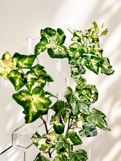 leafy™ Honeycomb Trellis