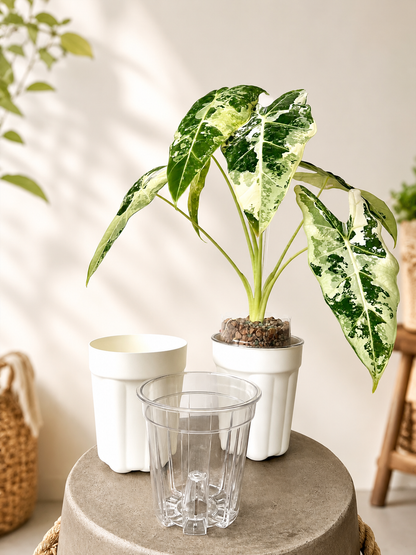 The Ultimate Clear Pot