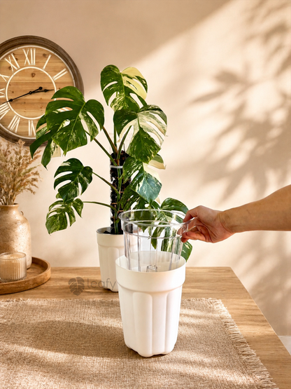 The Ultimate Clear Pot