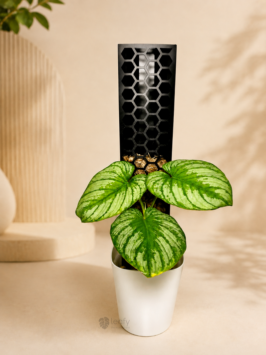 leafy™ Moss Pole 2.0 Honeycomb Large