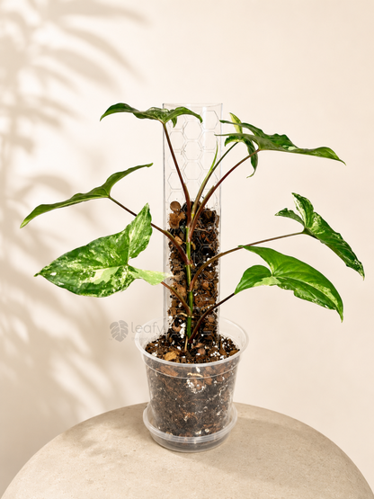 leafy™ Moss Pole 2.0 Honeycomb Medium