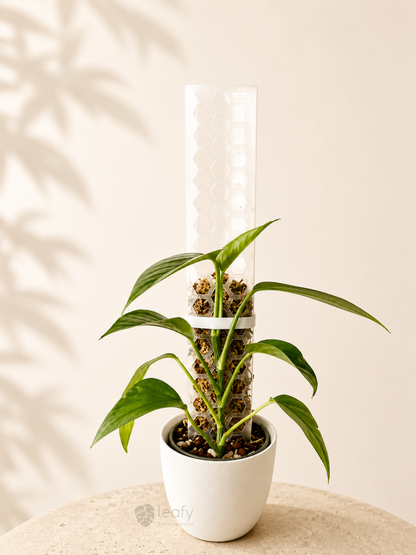 leafy™ Moss Pole 2.0 Honeycomb Small