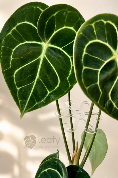 leafy™ Stem Support Hooks
