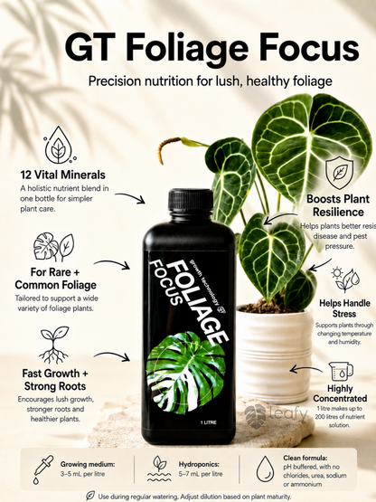 GT- Foliage Focus