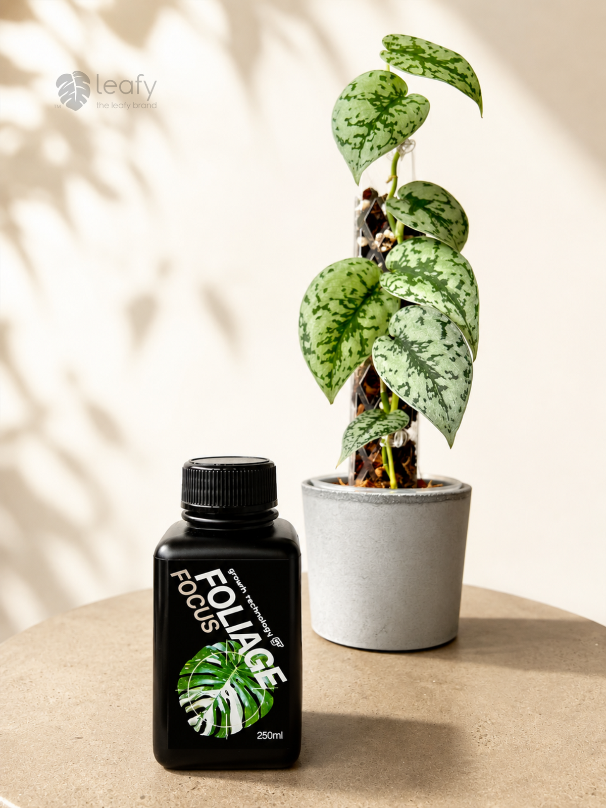 GT- Foliage Focus