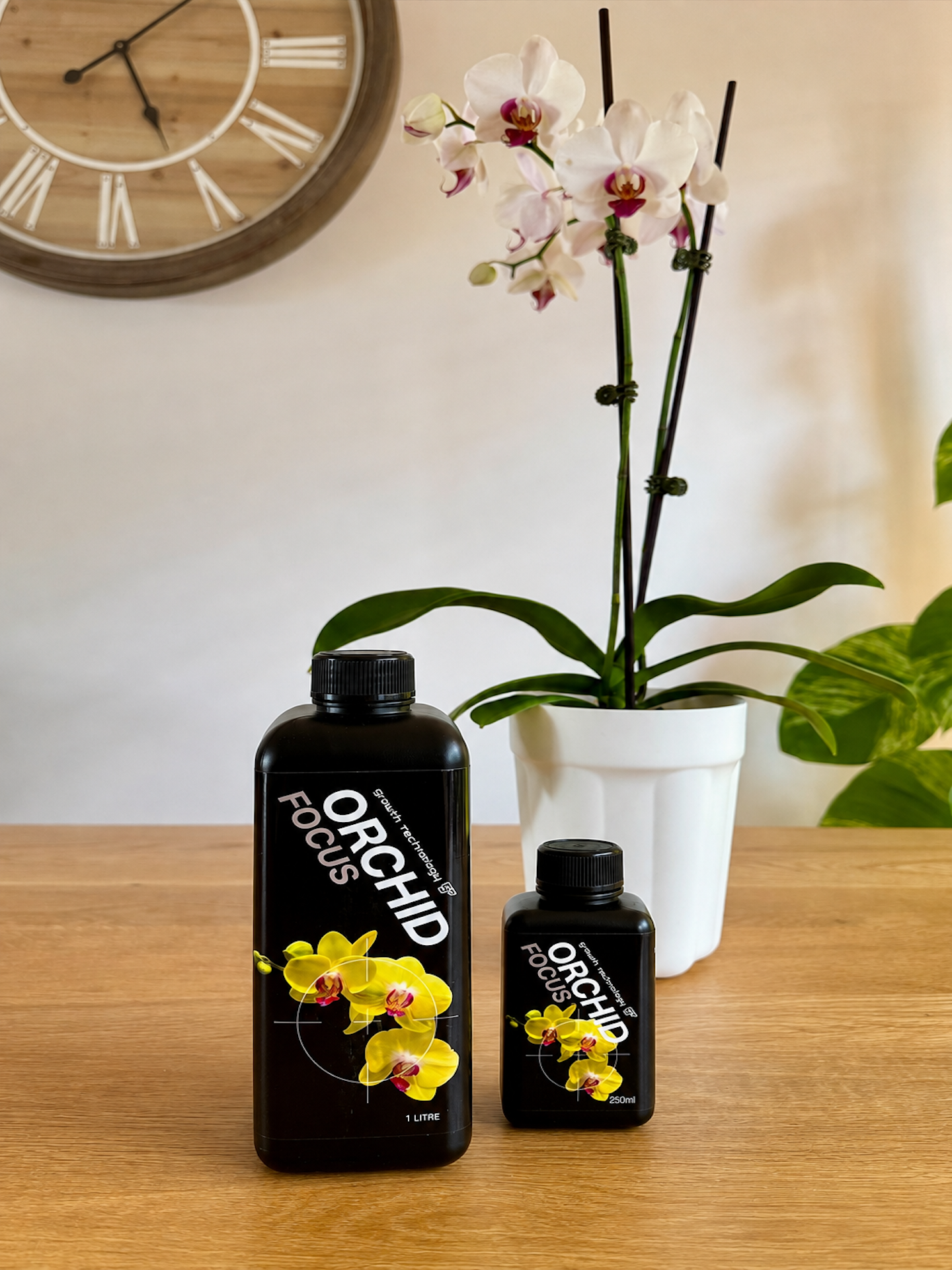 GT - Orchid Focus