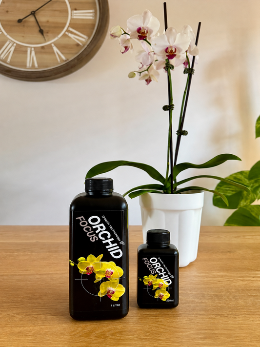 GT - Orchid Focus
