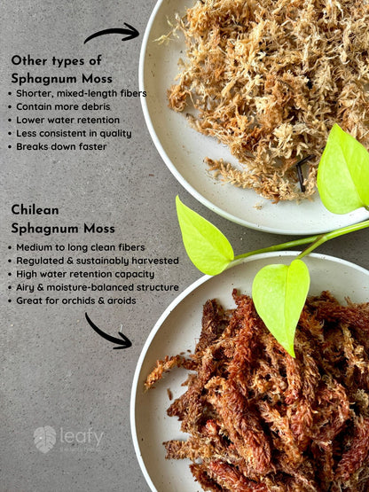 leafy™ Chilean Sphagnum Moss - 005 Premium Fibered