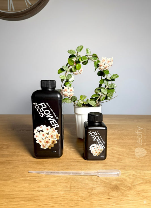 GT - Flower Focus